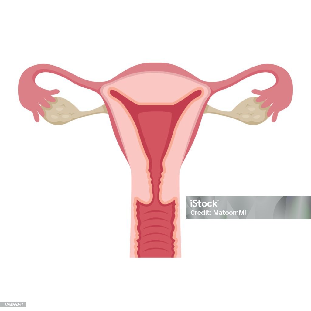 Illustration Of Human Uterus Female, Internal Organs, Body, Physical, Anatomy, Health Cancer - Illness stock vector
