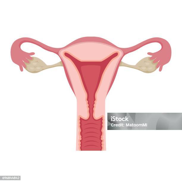 Illustration Of Human Uterus Stock Illustration - Download Image Now - Cancer - Illness, Uterus, Adult