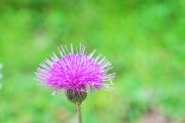 Red flower of the Cirsium\n