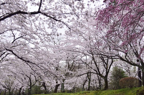 istock The cherry blossoms are in full bloom. 696847642