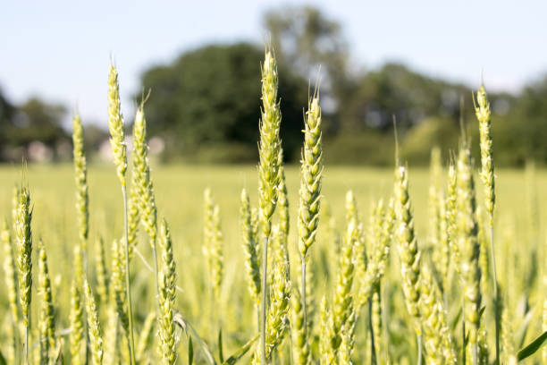 istock Young green wheat on the field 696850050