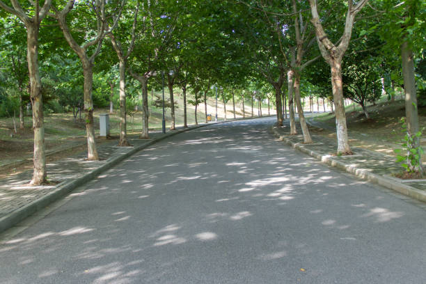 istock Trees on both sides of the road 696855874