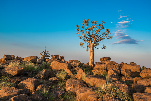 Quiver tree against a rocky hill in the desolate landscape of the Namib Desert, Namibia, near Luderitz