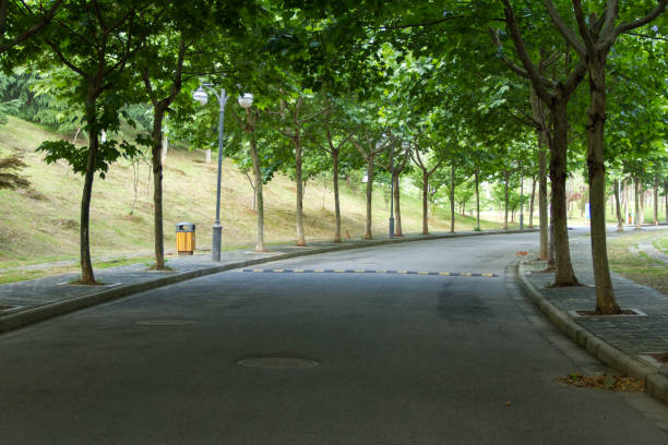 istock Trees on both sides of the road 696868388