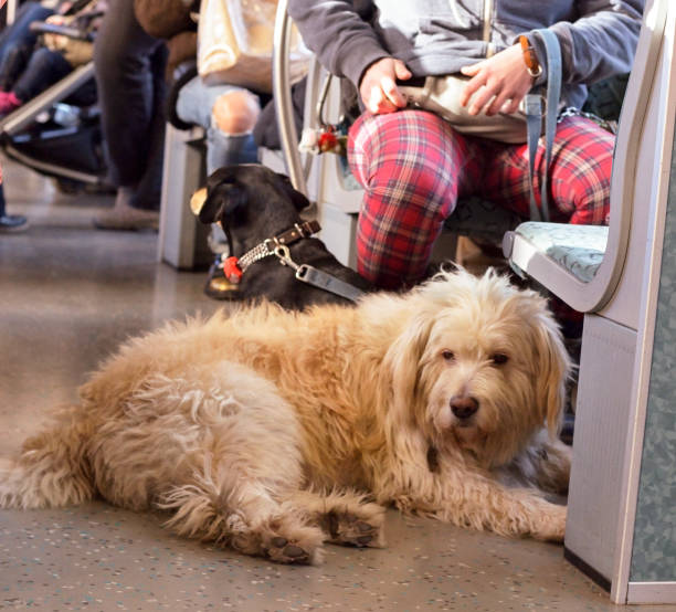 Tired dog is resting in a train, Berlin.
