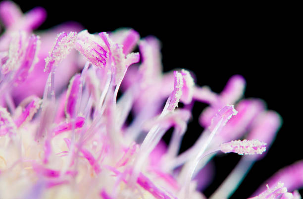 istock Scabiosa flower pollen detail - Macro 696876408