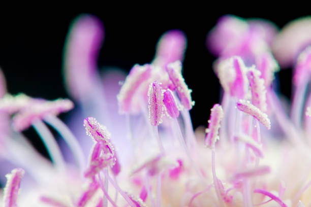 istock Scabiosa flower pollen detail - Macro 696876418