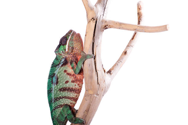 istock Nosy Mitsio panther chameleon on white background furcifer pardalis 696876444