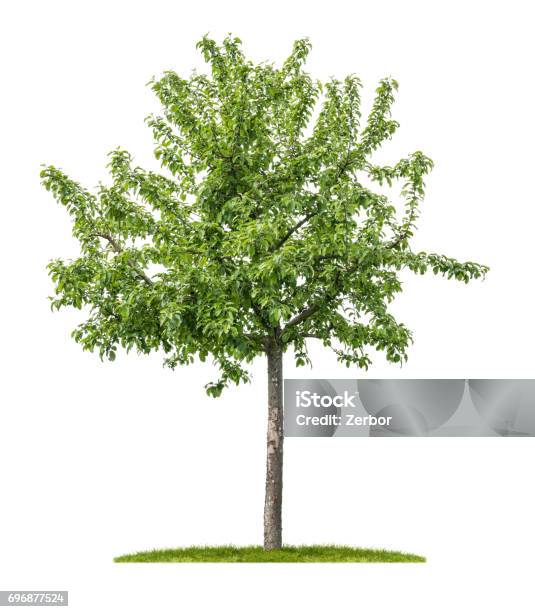 An Isolated Apple Tree On A White Background Stock Photo - Download Image Now - Apple Tree, Cut Out, White Background