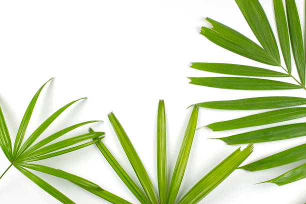 istock Green palm leaves on white background. top view. 696877804