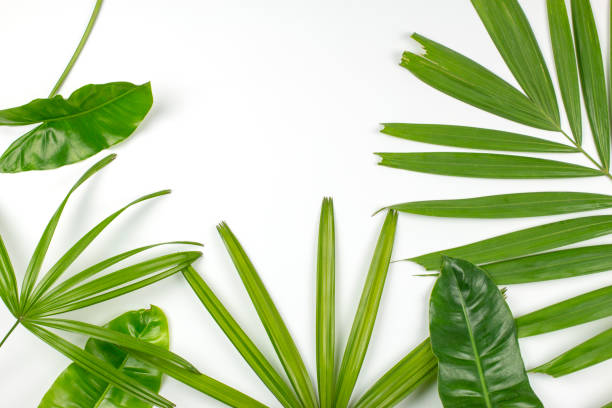 istock Tropical leaves on white background with copy space. Top view. flat lay. 696879936