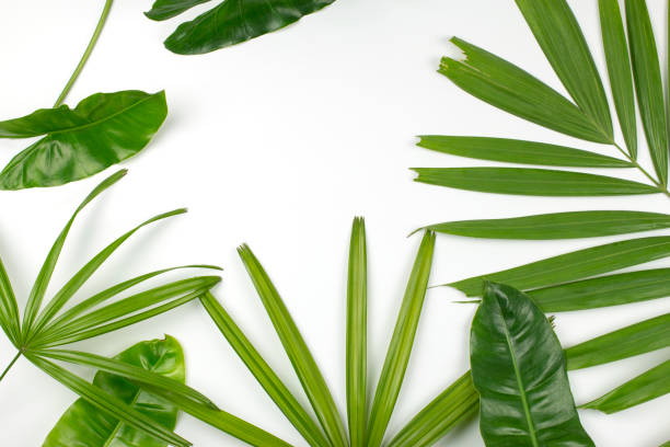 istock Tropical leaves on white background with copy space. Top view. flat lay. 696879992