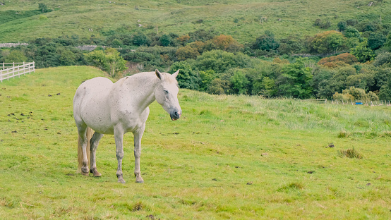 One connemara pony in a green field. The background is a lush folliage of Ireland hill.