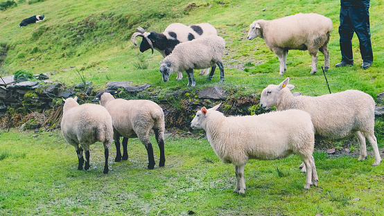 Irish shepherd herding flock of sheep