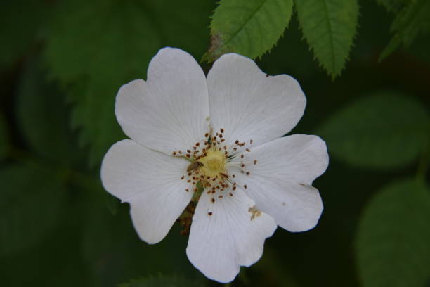 istock White rosa rugosa flower 696885470