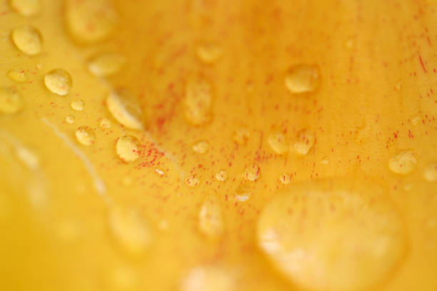 Water drops on the yellow violet