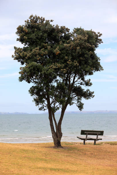 istock Lonely tree and bench on a coast of ocean 696896126