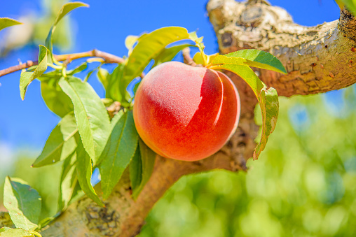 Picking and holding a handful of organic peaches in an orchard