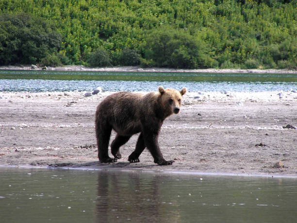 istock Kamchatka brown bear- Kurile Lake 696896300