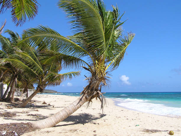 istock Palm tree on the beach of Jamaica 696897556