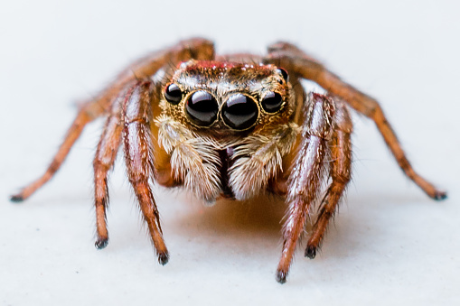 Cute jumping spider with an orange band across her eyes and cream-coloured chelicerae.