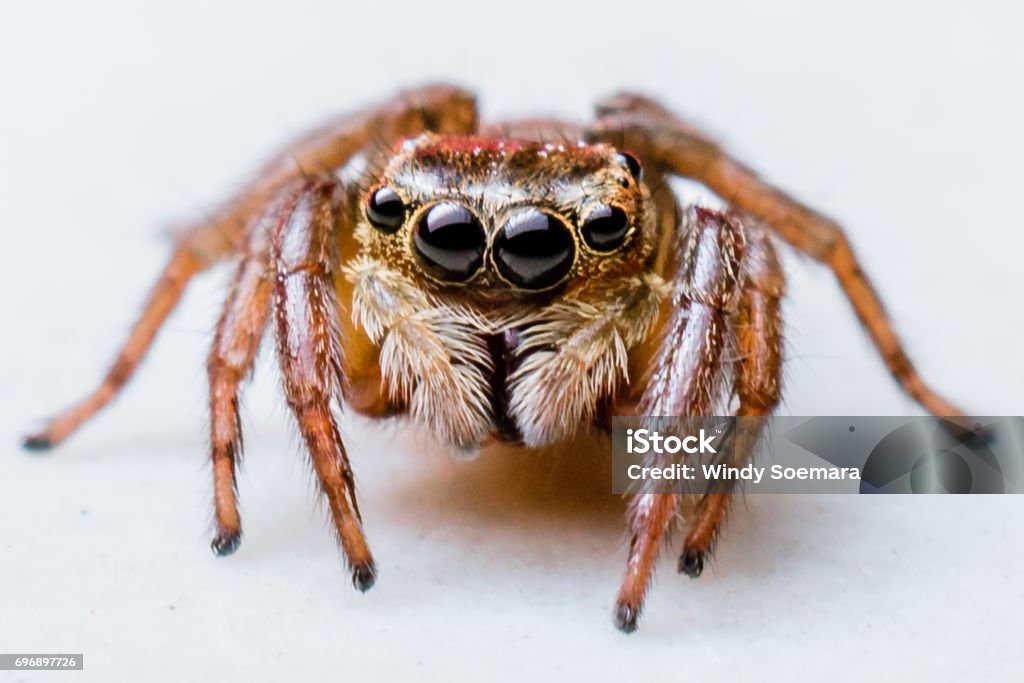 Jumping Spider Jumping Spider in detail and white background Spider Stock Photo