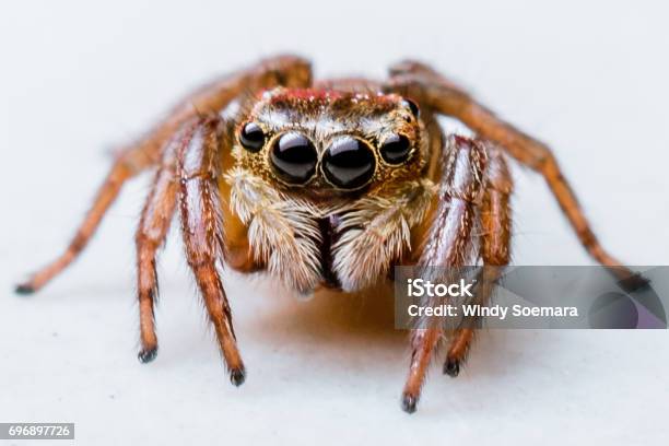 Jumping Spider Stock Photo - Download Image Now - Spider, Jumping Spider, White Background