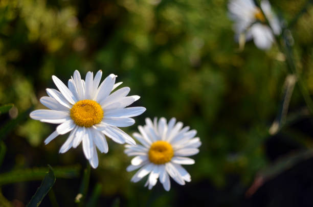 For others, nature is firewood, coal, ore, or a cottage or just a landscape. For me, nature is the environment from which, like flowers, all our human talents have grown.