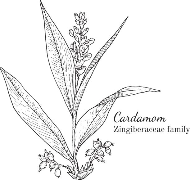 Ink cardamom hand drawn sketch Ink cardamom herbal illustration. Hand drawn botanical sketch style. Absolutely vector. Good for using in packaging - tea, condinent, oil etc - and other applications cardamom stock illustrations