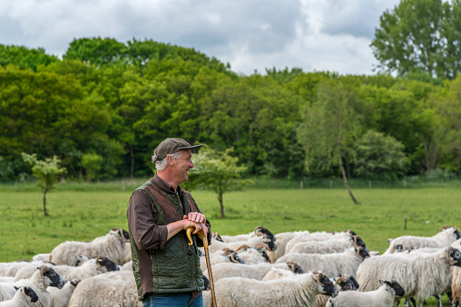 Shepherd herding his flock of sheep, focus on shepherd. Shapherd looking away