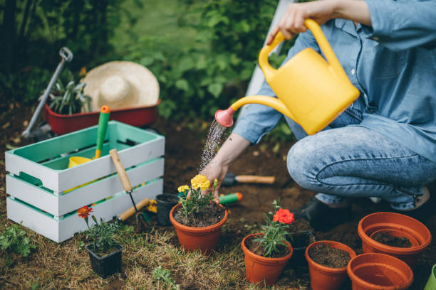 istock Woman planting flowers 696907606