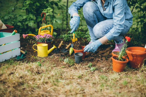 istock Woman planting flowers 696907844