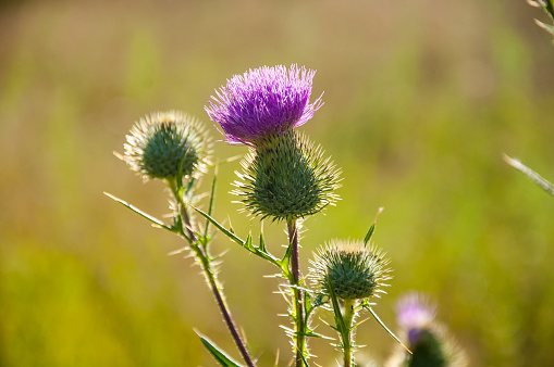 Branch of blooming thistle in the field in the middle of the sunny summer day