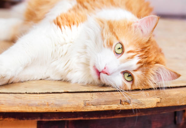 istock Red cat lies in relaxation 696909484