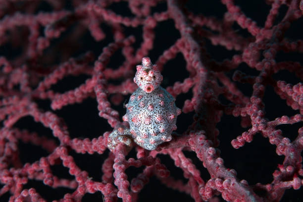 istock Pregnant pygmy seahorse 696909608