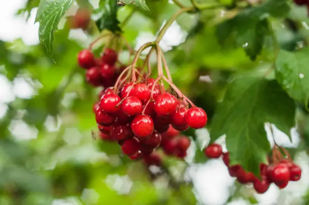 A closeup of a branch of a red arrowwood berries with flecks