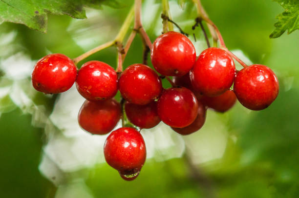 une branche de baies rouges avec une goutte d’eau sur la baie le plus bas - uncultivated autumn berry fruit branch photos et images de collection