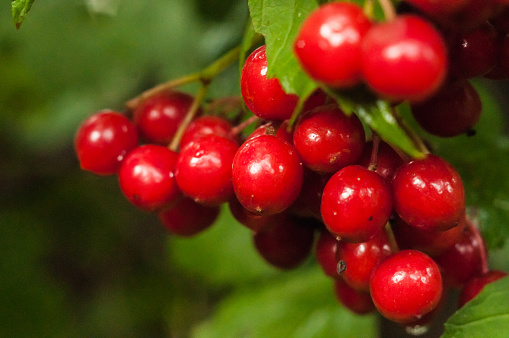 A close up of a branch of red berries with green leaf and deep sharpness