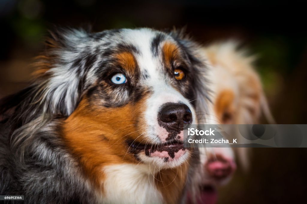 Dog portrait - Australian Shepherd with eyes of differing colour Portrait of Australian Shepherd - a very popular breed of sheepdogs. Eyes of different colors are not rare in these dog breeds. It is in the company of another dog, also an Australian Shepherd. Australian Shepherd Stock Photo