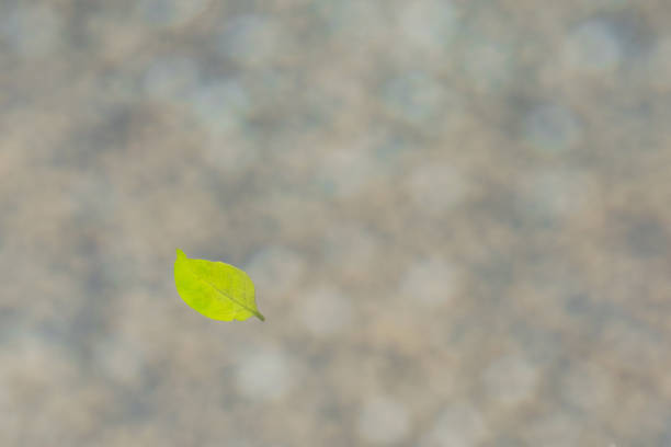 Heavy rain drops falling on city street with a autumn leaf