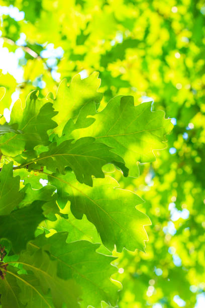 istock Nature background or texture of green leaves. 696913426