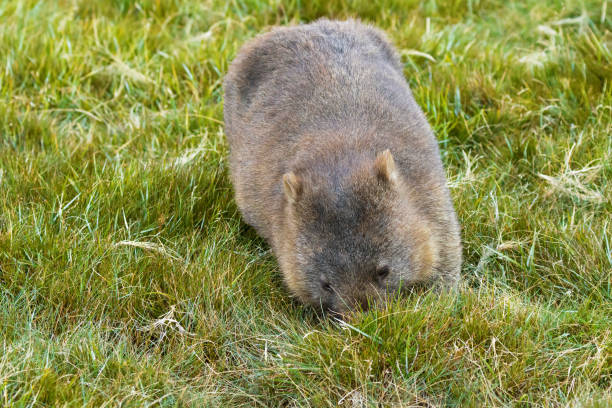 istock Brown Common Wombat grazing grass for dinner at Cradle mountain, Tasmania, Australia 696916078