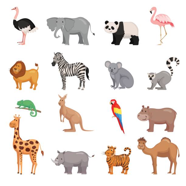 ilustraciones, imágenes clip art, dibujos animados e iconos de stock de conjunto de animales del zoológico - granja de avestruces ilustraciones