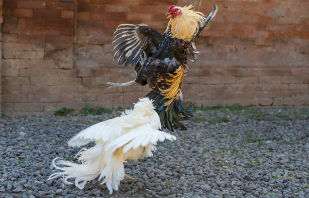 istock cockfight in rural Bali 696920740
