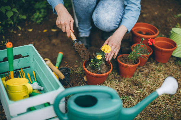 istock Woman planting flowers 696921050