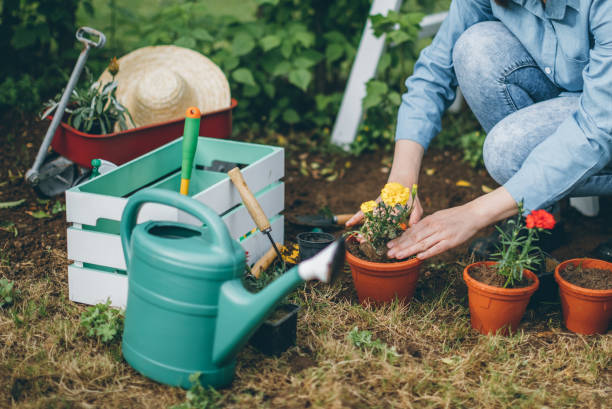 istock Woman planting flowers 696921430