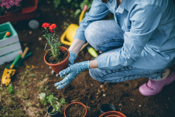 istock Woman planting flowers 696921670