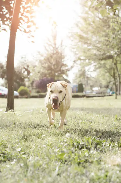Photo of mongrel dog explores meadow