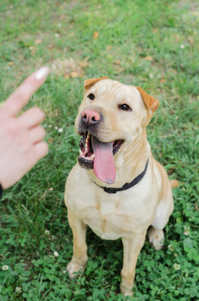 istock Women's or owner's hand trained dog 696927466