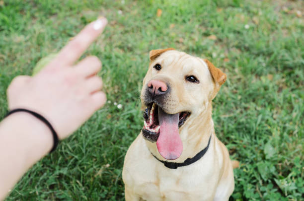 women's or owner's hand trained dog - treino imagens e fotografias de stock